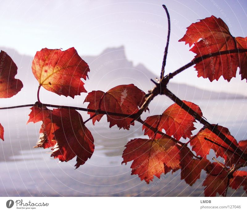Dragon wall and fire leaves Lake Leaf Fog Unclear Red Gray Brown Autumn September October November Far-off places Near Barn Salzkammergut Austria Horizon
