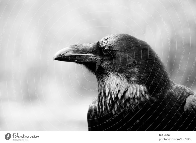 the crow Beautiful Zoo Nature Animal Wild animal Bird 1 Flying Glittering Esthetic Exceptional Strong Black White Raven birds Crow Common Raven Depth of field