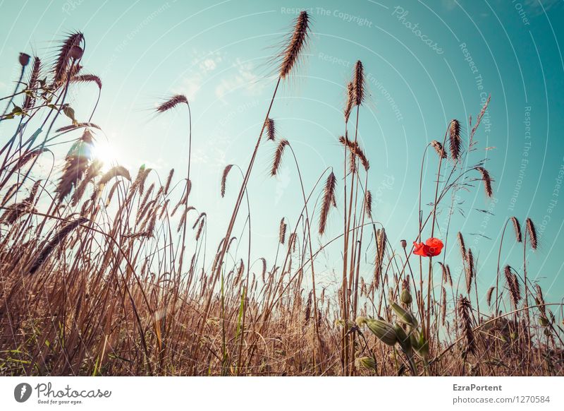 field Environment Nature Landscape Plant Sky Sun Summer Climate Beautiful weather Warmth Flower Agricultural crop Field Blossoming Stand Blue Orange Red Power