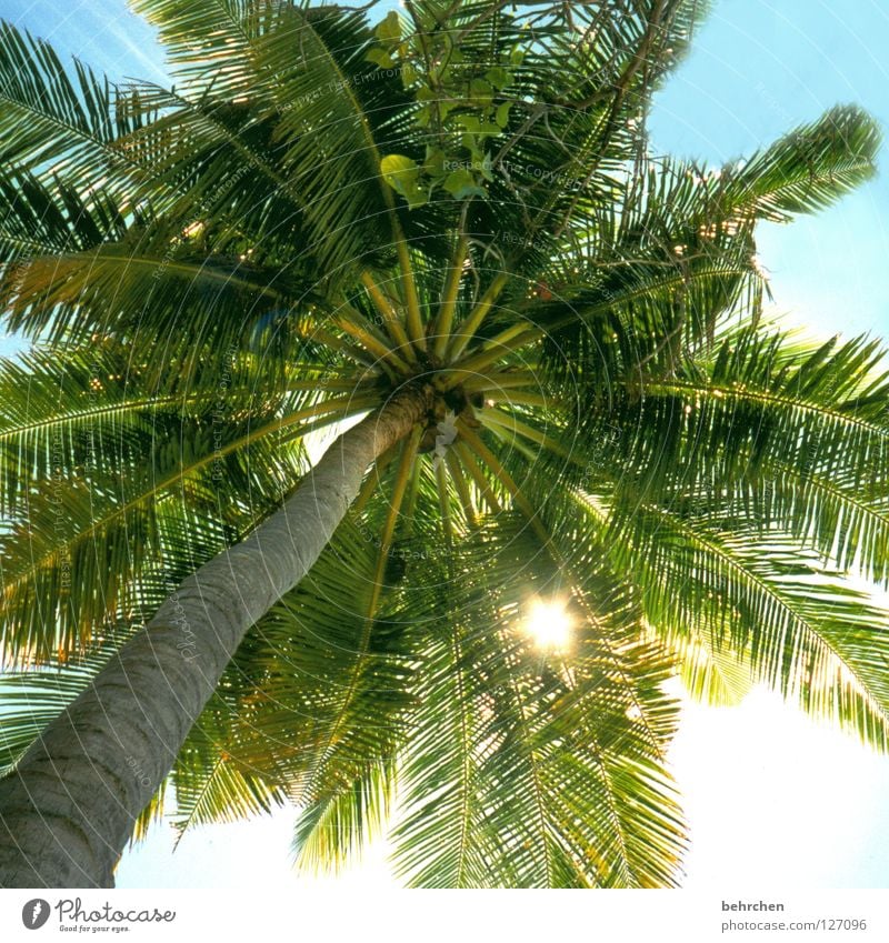 my parasol Colour photo Back-light Vacation & Travel Summer Sun Sunbathing Ocean Island Sky Leaf Coast To enjoy Dream Green Maldives Palm tree Palm frond