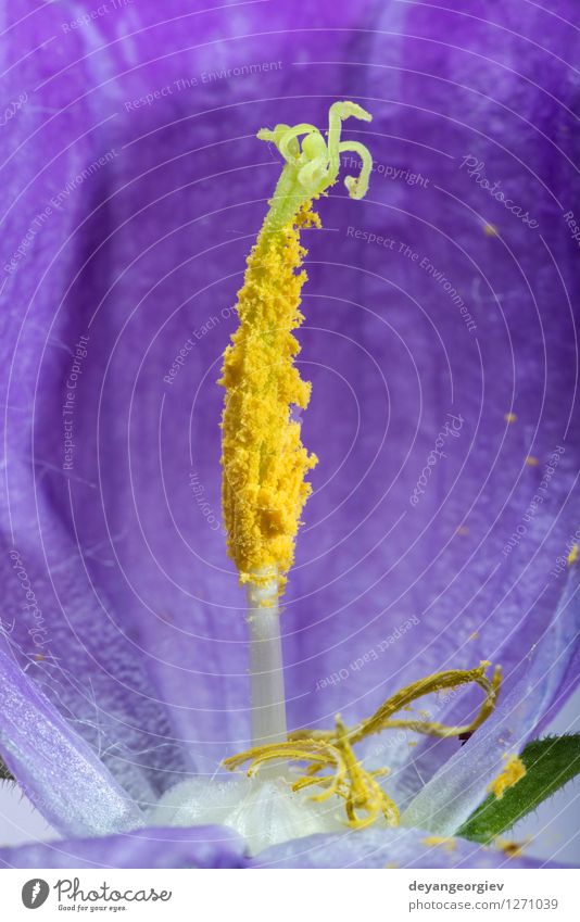 Violet flower blossom. Beautiful Garden Nature Plant Flower Blossom Fresh Natural Blue Pink White Colour violet Beauty Photography close Floral Pansy Purple up