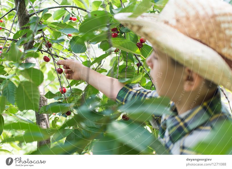 Child harvesting Morello Cherries Fruit Eating Joy Summer Garden Gardening Girl Family & Relations Infancy Hand Nature Tree Fresh Small Delicious Cute Juicy