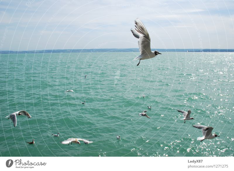 seagull in flight Animal Bird Flock Water Feeding Relaxation Vacation & Travel Colour photo Exterior shot Day