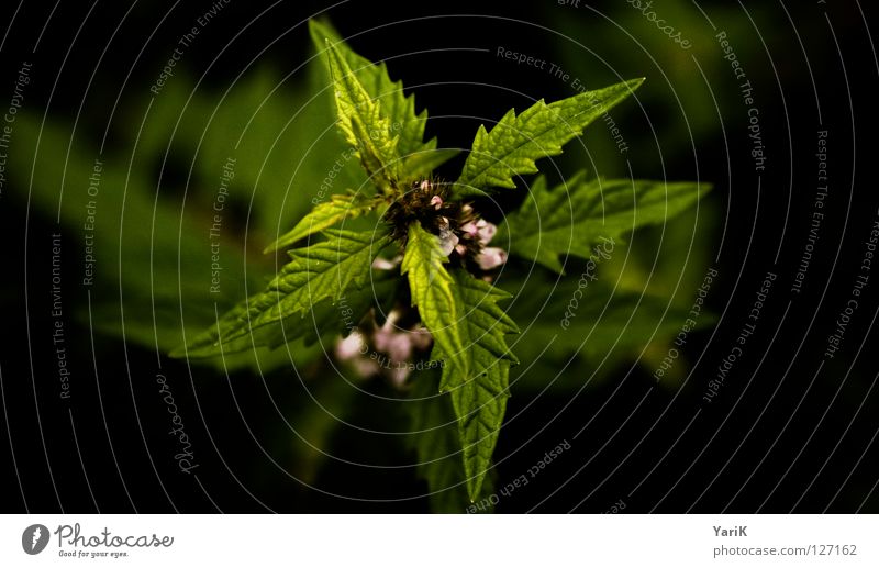 throwing star Edge of the forest Plant Bushes Leaf Medicinal plant Green Black Prongs Thorny Macro (Extreme close-up) Growth Foliage plant Greeny-yellow