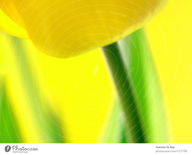Le Tulip Yellow Green Background picture Blur Spring Summer Flower Blossom Calyx Netherlands Sunglasses Macro (Extreme close-up) Close-up