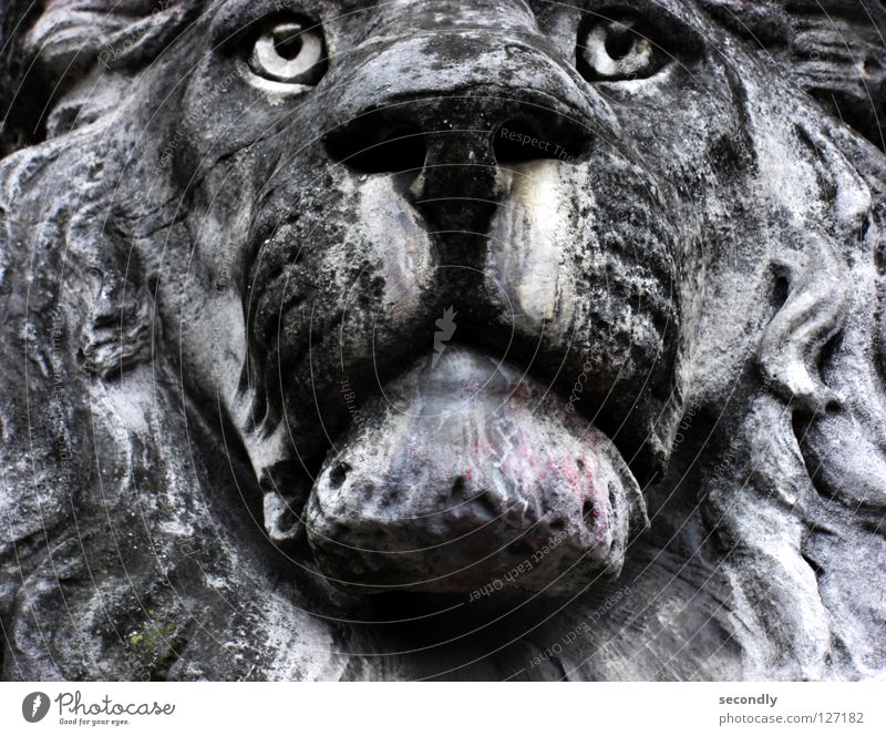 lurking lion Lion Gray Statue Glass eye Acid rain Cavernous Snout Grief Bleached Middle Animal Detail Stone Minerals Transience Old Sadness