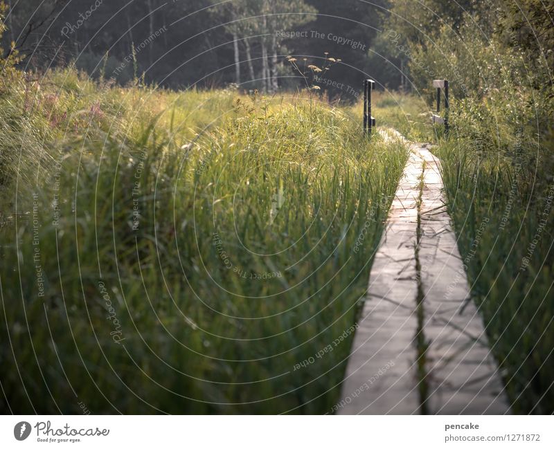 In between Nature Landscape Elements Earth Water Summer Grass Bushes Forest Bog Marsh Hiking Expectation Mysterious Serene Perspective Safety Survive