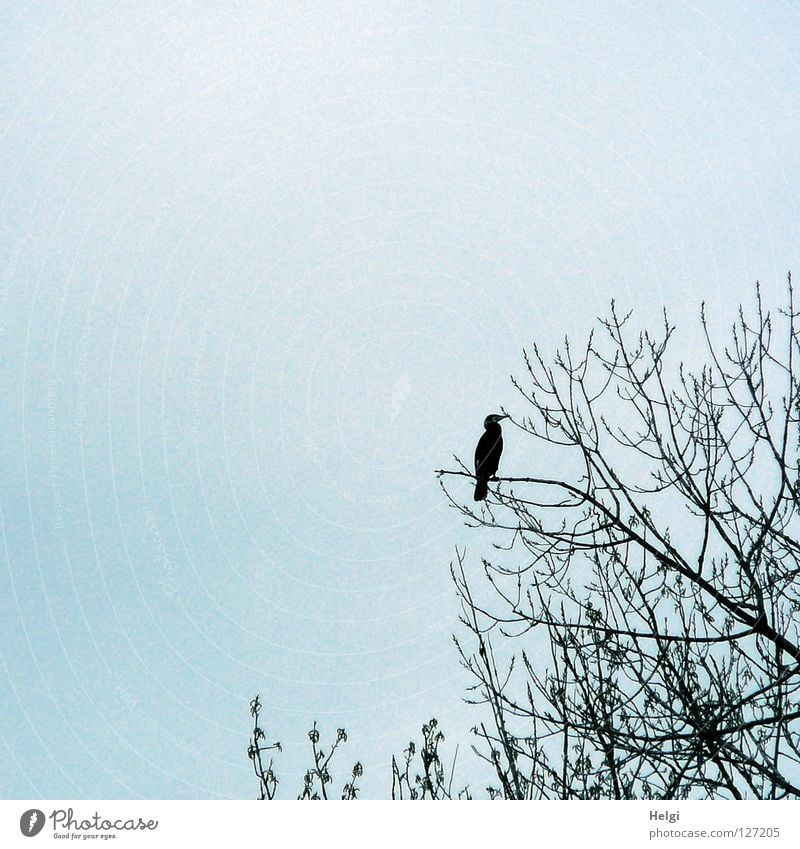 watch out... Cormorant Bird Web-footed birds Large Black Metal Glittering Hunter Chick Nest Beak Curved Tails Coast Interior lake Europe Tree Looking Clouds