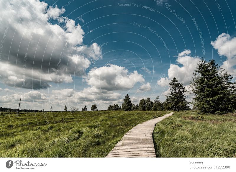 Off to Fluffighausen... Vacation & Travel Tourism Trip Hiking Nature Landscape Plant Sky Clouds Summer Beautiful weather Tree Grass Bushes Meadow Bog High venn