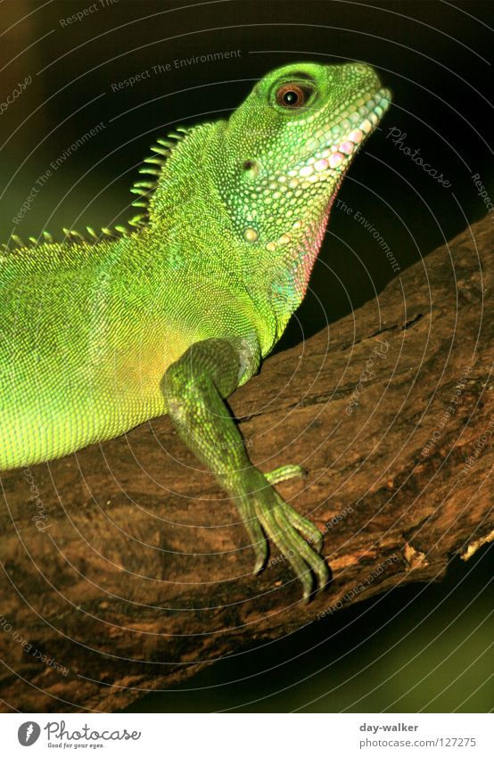 Do I have something on my chin? Reptiles Animal Saurians Iguana Claw Enclosure Captured Posture Zoo Green Skin Armor-plated Barn Comb Branch Agriculture
