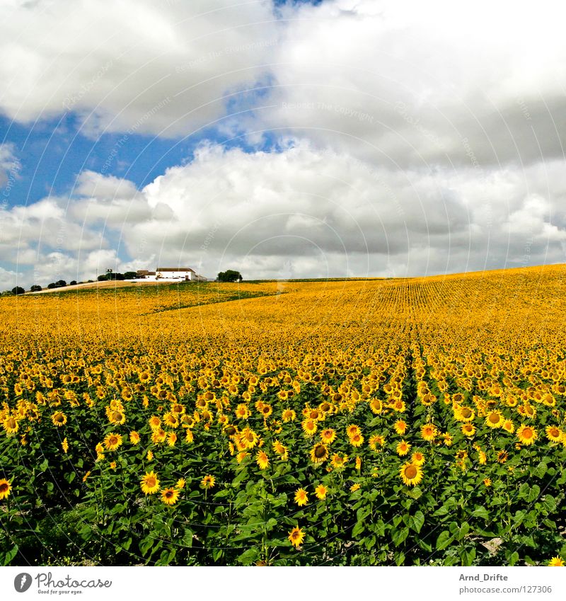 Sunflower field IV Clouds Field Flower Summer Yellow White Spring Horizon Agriculture Diligent Work and employment Happiness Friendliness Fresh