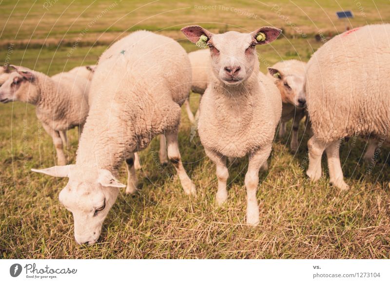 Sheep picture Landscape Grass Meadow Coast Animal Farm animal Pelt Paw Flock Group of animals Herd Baby animal To feed Feeding Healthy Soft Love of animals