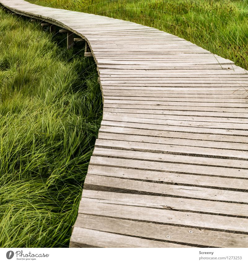 zestfully Vacation & Travel Tourism Trip Hiking Nature Landscape Plant Summer Grass Meadow High Venn Eifel Brown Green Lanes & trails Curved Wood Chopping board