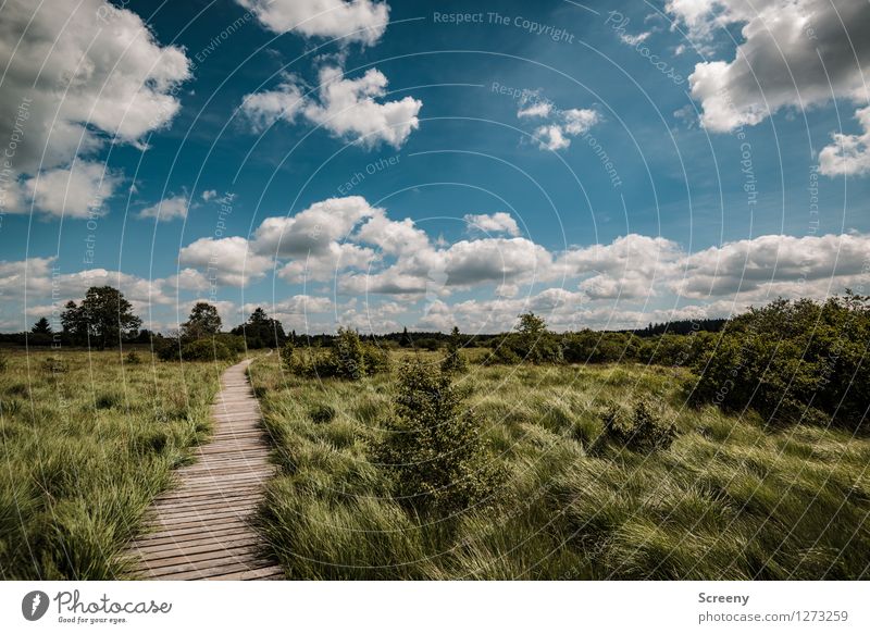 High Venn Vacation & Travel Tourism Trip Hiking Nature Landscape Plant Sky Clouds Summer Beautiful weather Tree Grass Bushes Meadow Eifel Bog Belgium Blue Brown