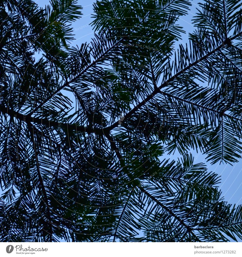 hatching on blue Environment Nature Plant Sky Pine Coniferous trees Park Blue Black Esthetic Bizarre Design Fragrance Colour Art Senses Colour photo