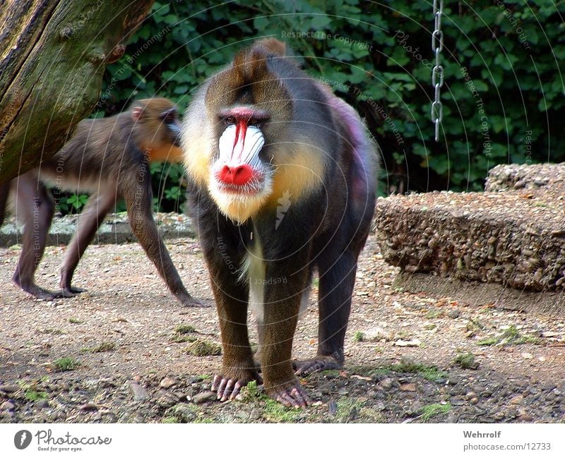 I'll be a monkey's uncle Monkeys Mandrill Zoo Duisburg