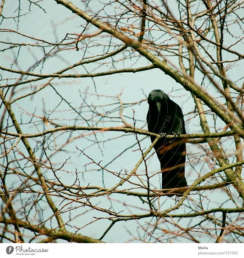 I'm coming right down from there! Environment Nature Plant Animal Tree Branch Twigs and branches Bird Crow 1 Crouch Looking Sit Natural Curiosity Blue