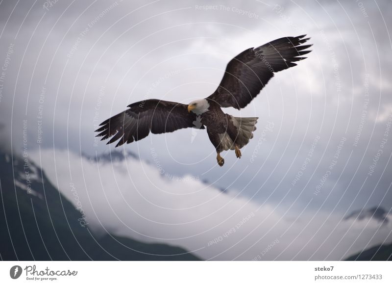 landing approach Clouds Mountain Bald eagle 1 Animal Flying Hunting Freedom Ease Alaska Copy Space bottom