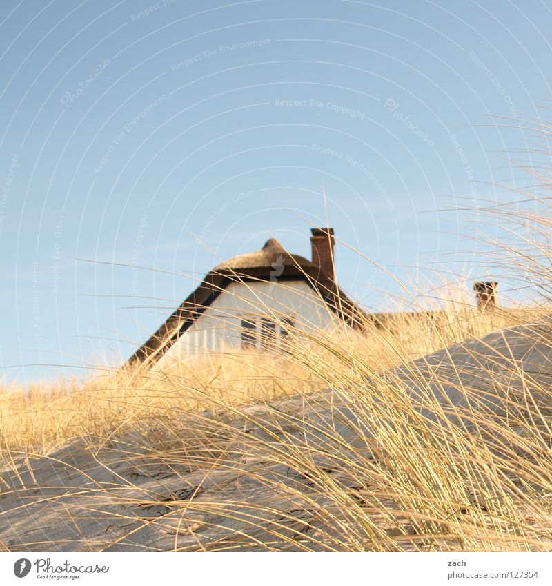 House in dune Ocean House (Residential Structure) Beach coast Darss Dike Ahrenshoop Common Reed Beach dune reed