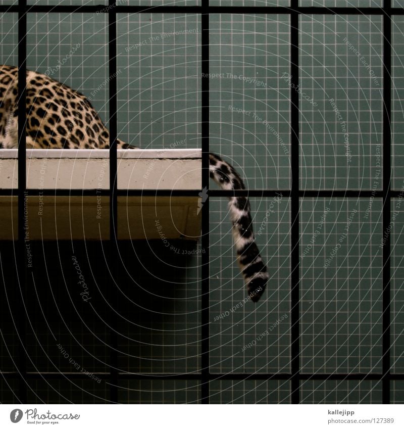 cat feeding Zoo Cage Captured Living thing Anguish Land-based carnivore Big cat Cat Panther Carnivore Pattern Grating Tails Posture Mammal Tile Lie