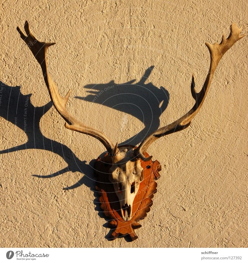 Dead Jägermeister Antlers Headdress Hunter Fallow deer Deer Venison goulash Skeleton Shadow Wall (building) Hang Moody Mammal Wall decoration eightpointer