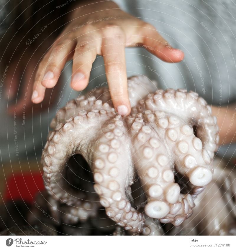Octopus 3 Food Seafood Nutrition Lifestyle Child Infancy Youth (Young adults) Hand Fingers 1 Human being Wild animal Dead animal octopus Octopods Squid