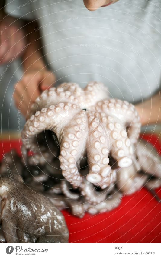 Octopus 1 Seafood Squid Nutrition Lifestyle Parenting Education Kitchen Human being Dead animal Octopods Suction pad Animal Observe Disgust Curiosity Emotions