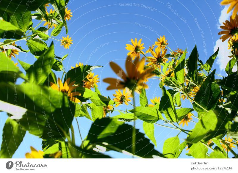 flowers Rudbeckia Daisy Family Flower Blossom Summer Blossoming Worm's-eye view Sky Cloudless sky Beautiful weather Day Copy Space Light Shadow Garden
