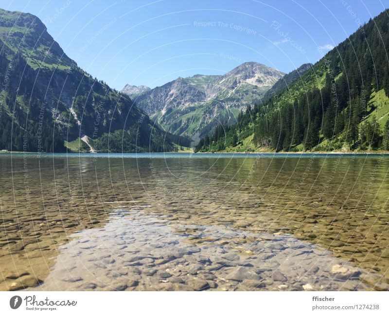 Vilsalp Lake Nature Landscape Elements Water Sky Cloudless sky Sun Summer Weather Beautiful weather Tree Forest Alps Mountain Lakeside mountain lake Austria