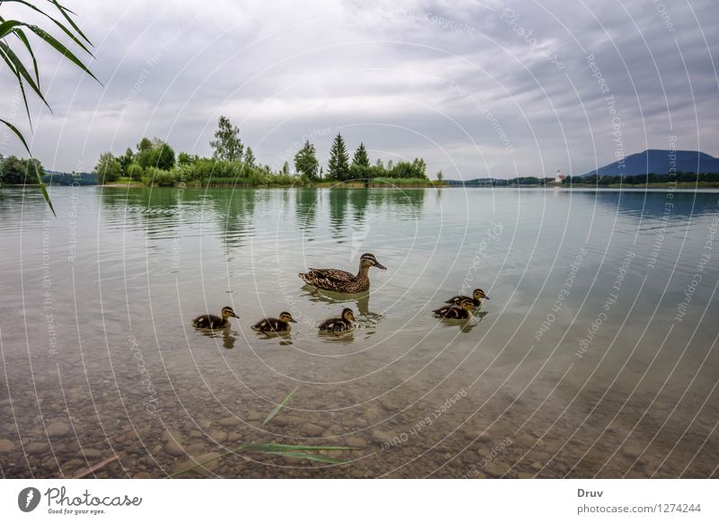 entenfamilie Baby Family & Relations Nature Plant Animal Summer Lakeside Wild animal Bird Group of animals Baby animal Animal family Swimming & Bathing Cute