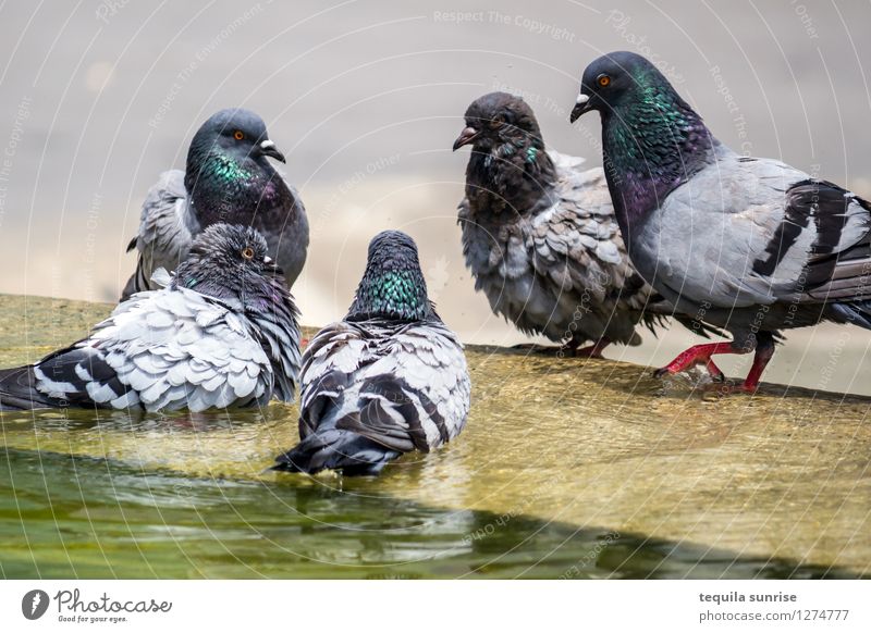Conspiratorial meeting Water Barcelona Town Downtown Well Pigeon Group of animals Communicate Team Teamwork Meeting Colour photo Exterior shot Deserted Day