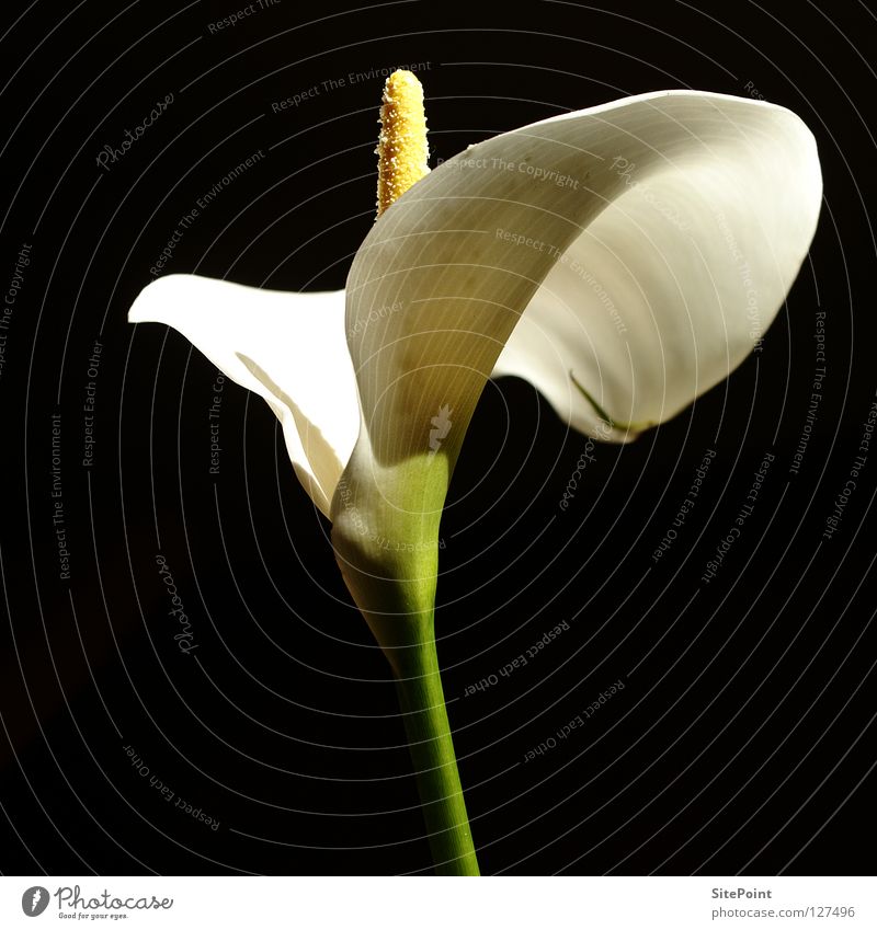Calla White Flower Blossom Black Noble Elegant nice beautiful wonderful kingly zantedeschia