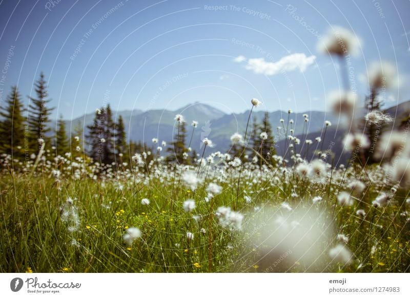 alpine meadow Environment Nature Landscape Plant Spring Summer Beautiful weather Flower Meadow Natural Blue Green Colour photo Exterior shot Deserted Day