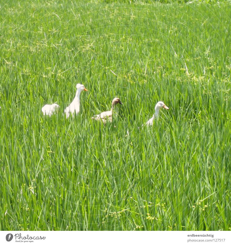 chattering ladies in the field Grass Field Bird Green Blade of grass Goose Rice Row Behind one another Poultry To go for a walk Exterior shot