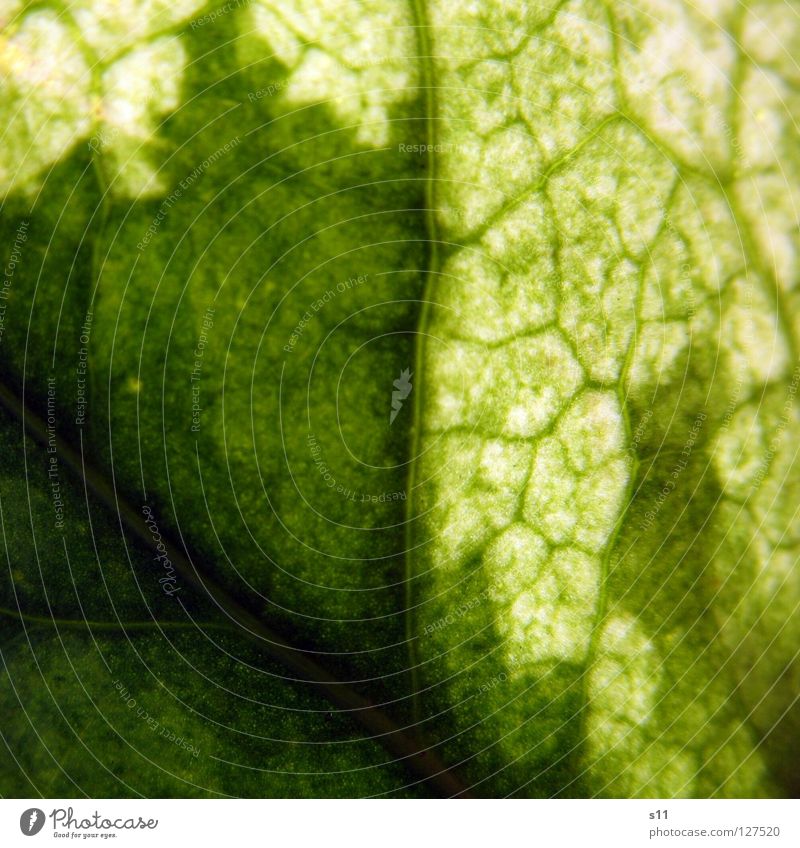 Ivy Leaf Tendril Plant Against Back-light Light Vessel Green White Tree Fascinating Bright Arteries Pattern Botany Macro (Extreme close-up) Close-up Power Force