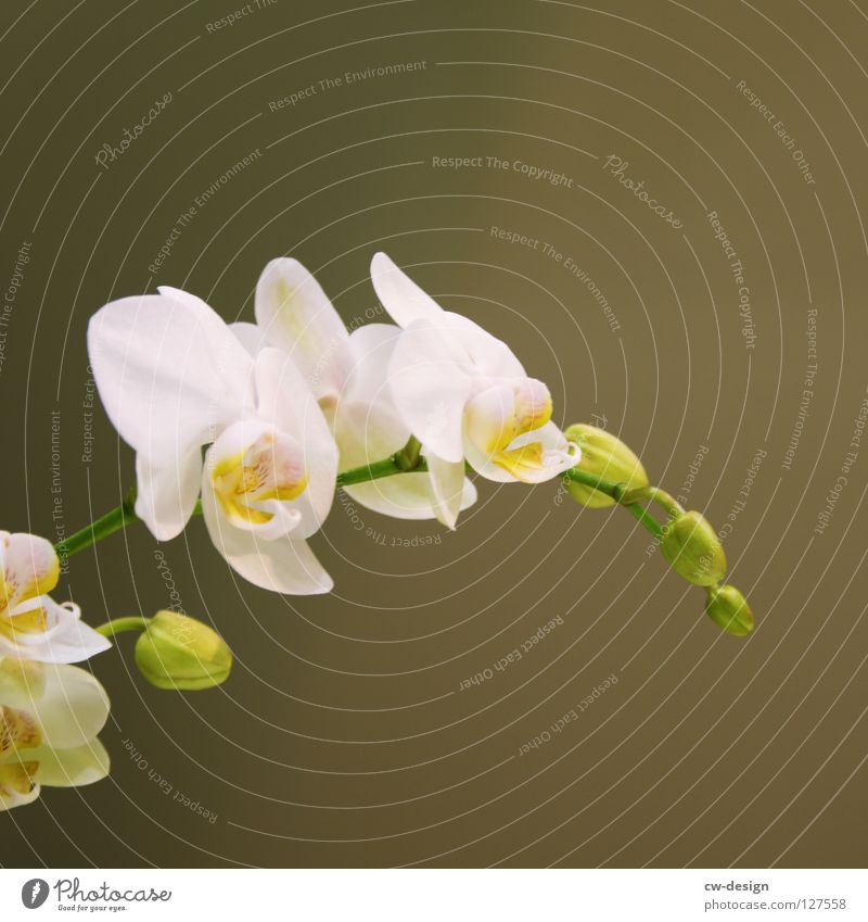 SUMM SUMM SUMM, I LIKE BLUM Orchid Hybrid Window board Flower Blossom White Green Yellow Pink Red Violet Delicate Plant Summer Jewellery Beautiful Dried up Hang