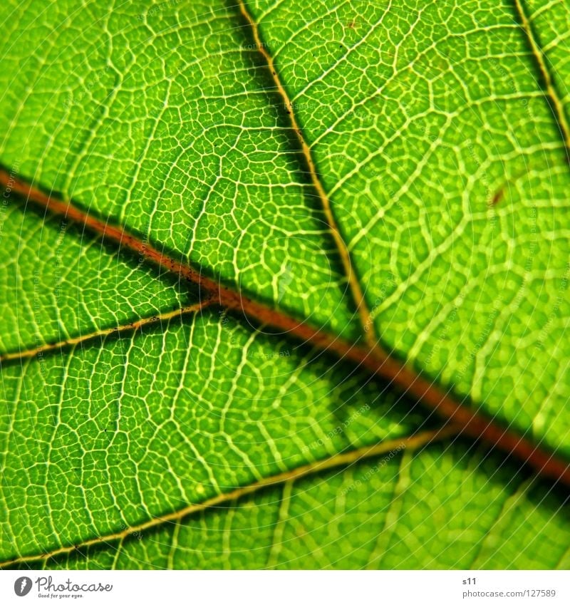 GreenLife Leaf Blackberry bush Blackberry leaf Spring Fresh Plant Against Back-light Light Vessel White Tree Fascinating Bright Arteries Pattern Botany