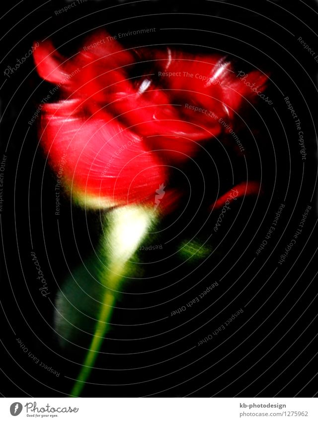 Dancing red rose Design Decoration Flower Rose Pot plant Dance Beautiful Red Power Passion Love Pride card celebrate celebration dancing petal Colour photo