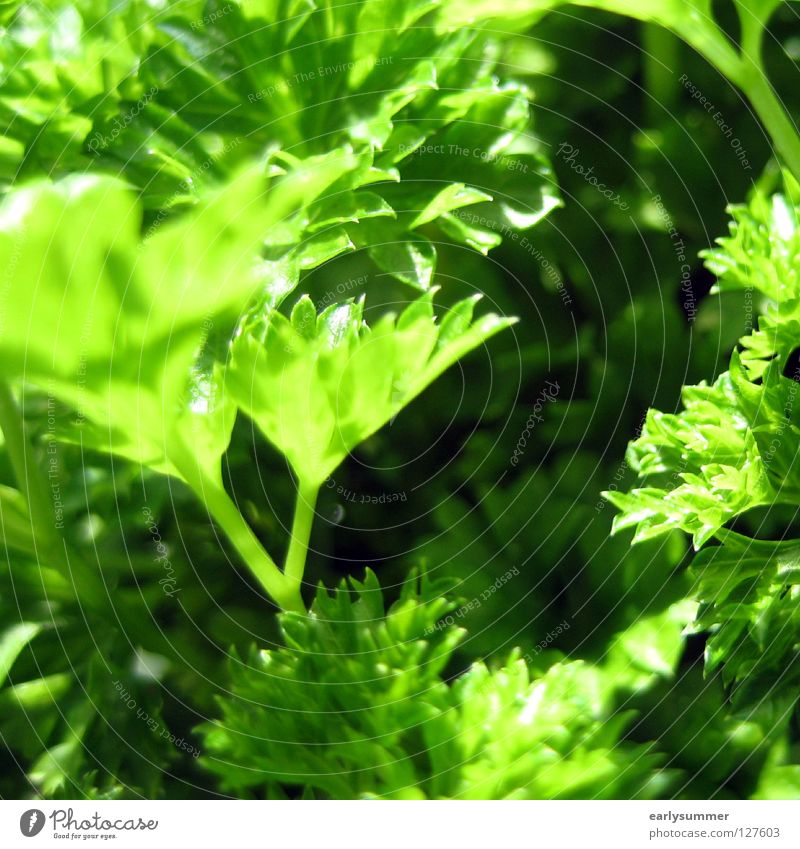 allow me, Peter Silie Parsley Green Near Herbs and spices Cooking Kitchen Ingredients Herb garden Dinner Dinner table Decoration Macro (Extreme close-up)