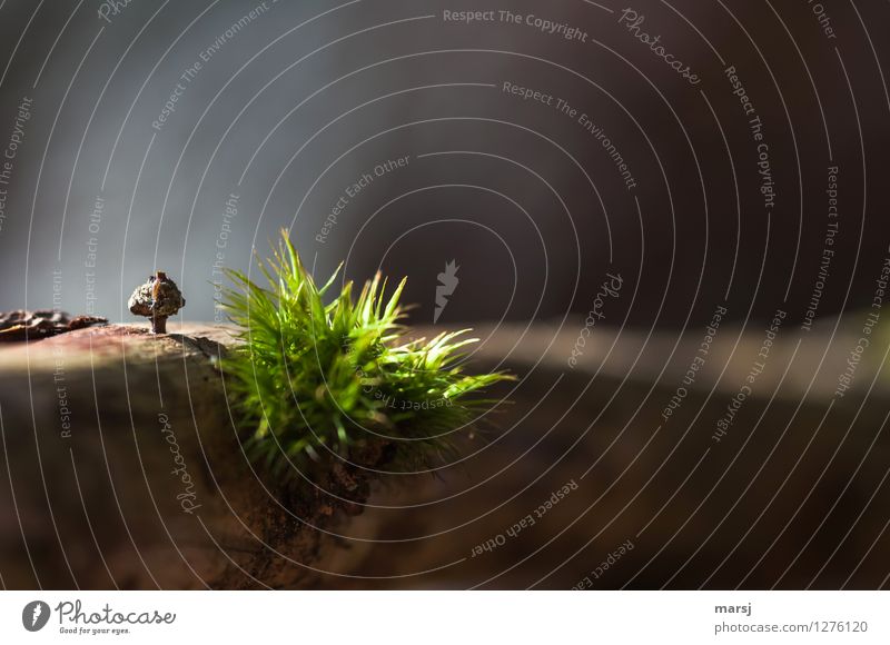 In the forest stands a little man... Nature Plant Moss Wild plant Wood Illuminate Authentic Simple Natural Green Loneliness Uniqueness Colour photo