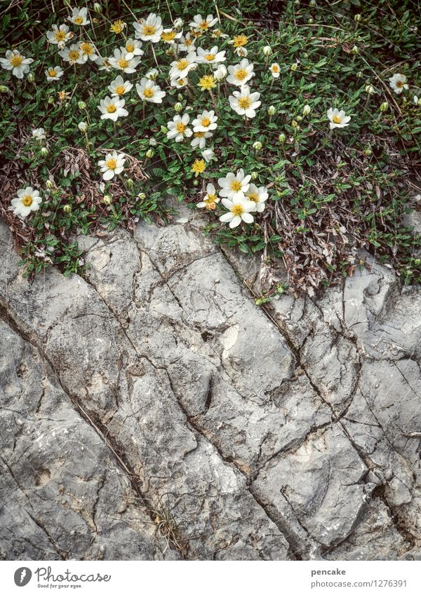 vein Nature Plant Elements Flower Rock Alps Old Esthetic Authentic Sharp-edged Simple Happiness Dry Relationship Design Idyll Power Change Stone Wall of rock