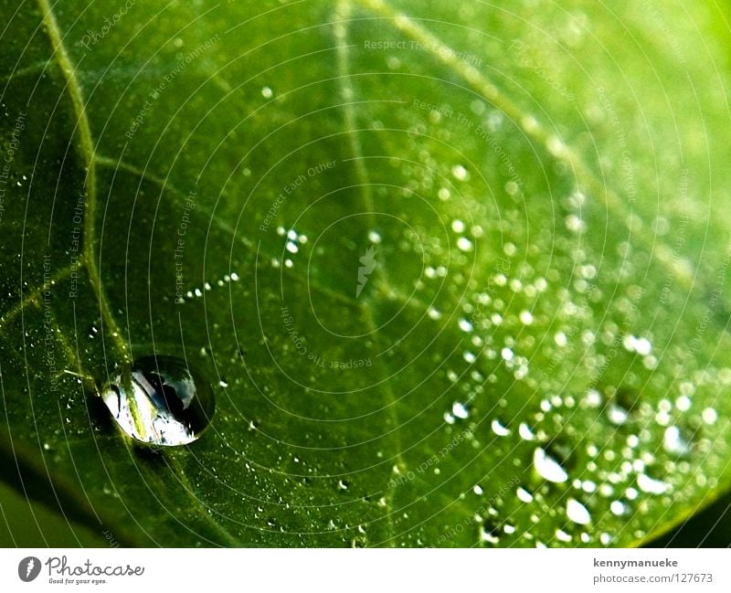 DrOp Macro (Extreme close-up) Close-up water drop morning indonesia leaf Blur fibers