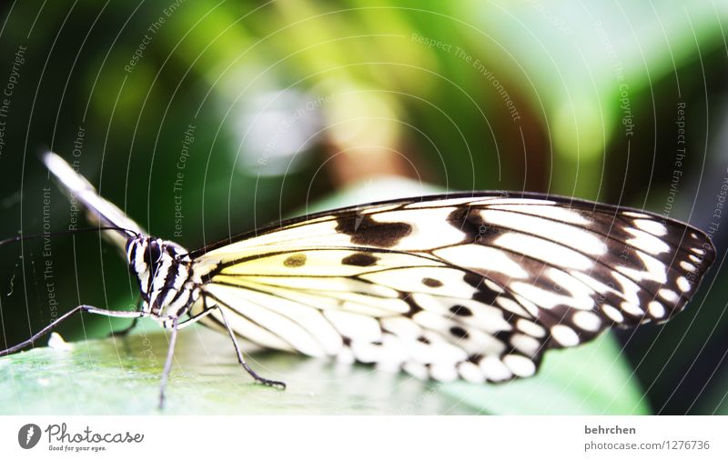 fabric pattern Nature Animal Spring Summer Garden Park Meadow Wild animal Butterfly Animal face Wing White tree nymph Observe Flying Sit Exceptional Elegant