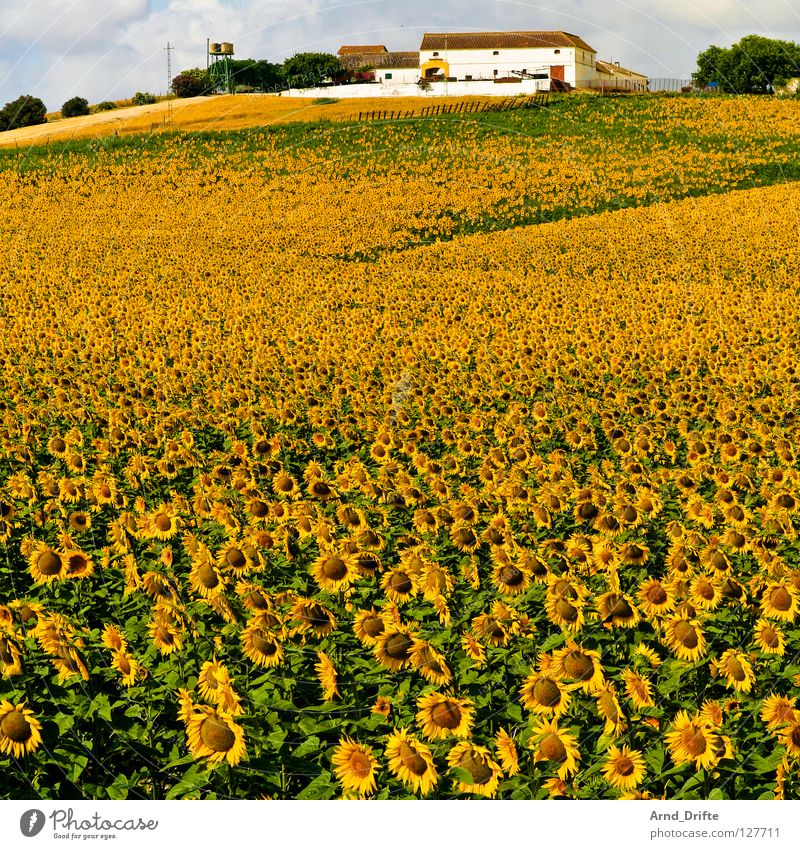 Sunflower field V Clouds Field Flower Summer Yellow White Spring Horizon Agriculture Diligent Work and employment Happiness Friendliness Fresh