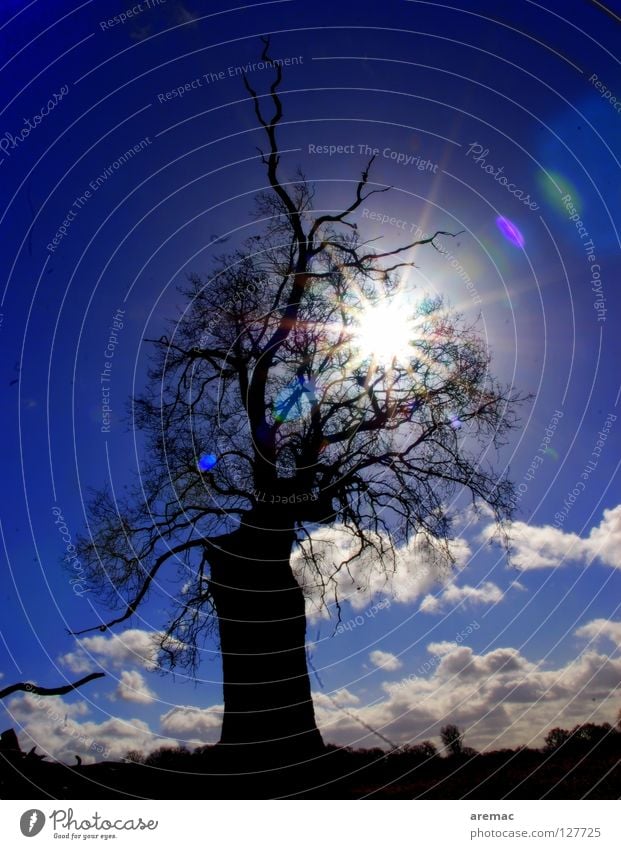 Light and shadow Tree Back-light Direct Celestial bodies and the universe Sun Silhouette Shadow sky.clouds Blue