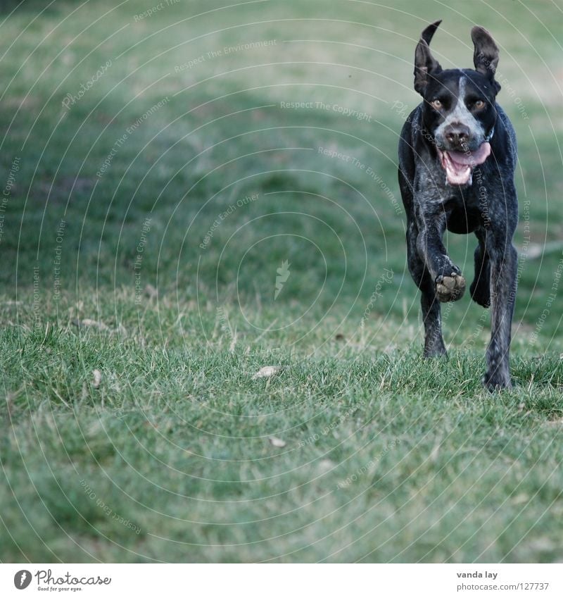 flutter tube Hound Dog Hunter Animal Loyalty Best Air To go for a walk Elapse Brown Meadow Grass Judder Mammal Joy paul German Shorthair Hunting leave