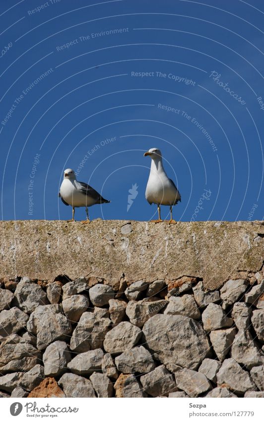 Fred & Rudi II Vacation & Travel Seagull Bird Wall (barrier) Clouds Majorca Flying Freedom Blue Stone Sky