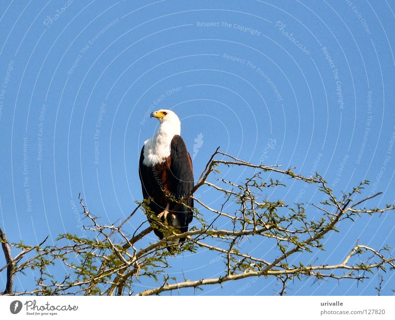 fisher eagle Sky Malawi Africa Bird sea blue tree leafs fly lake eye hot