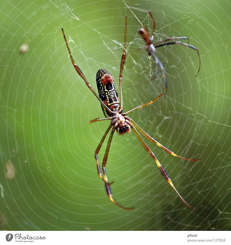 an unequal couple Spider Spider's web Animal Wilderness Dangerous Transience Cardiovascular system Kill To feed Catch Disastrous Dominant Captured Poison Green