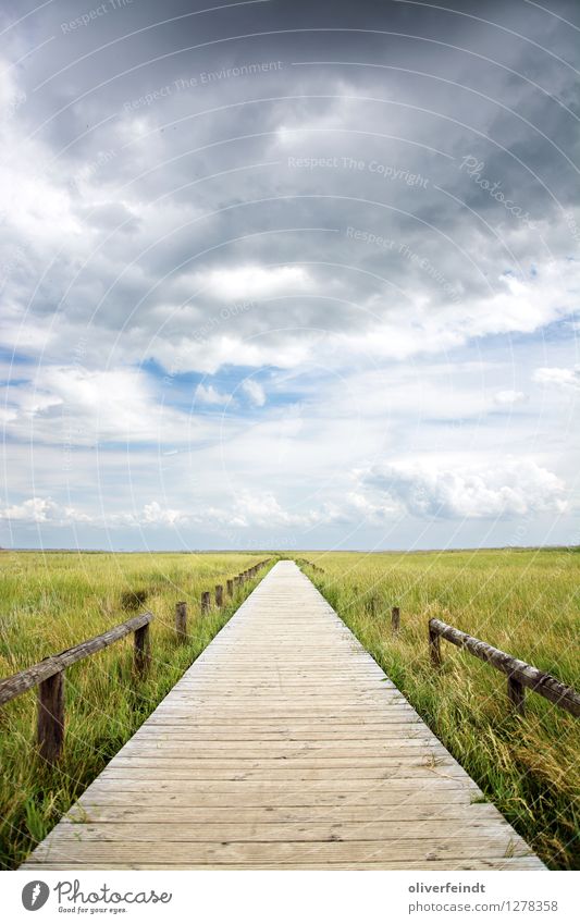 Sylt I Vacation & Travel Far-off places Freedom Environment Nature Landscape Plant Sky Clouds Horizon Storm Wind Gale Grass Bushes Coast Beach Bog Marsh